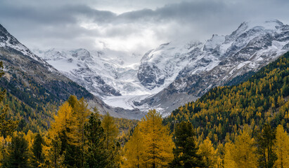 view of the Bernina mountain range on and cloudy day with many colorful trees in the foreground