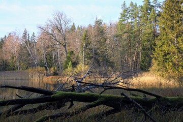 autumn in the forest