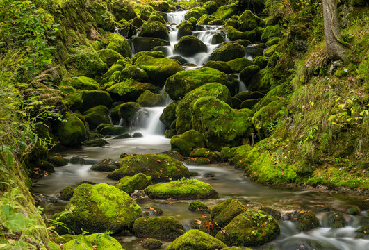 moss-covered boulders and small mountain creek in lush green forest