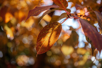 Colorful atumn leaves during fall season, orange and yellow leaves in the tree with bokeh on the...
