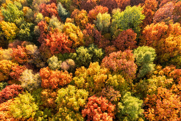 Naklejka na ściany i meble colorful autumn trees top view