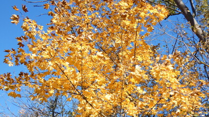 Goldener Oktober