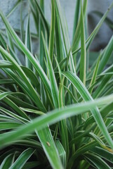 plant, nature, leaf, spring, flower, leaves, garden, flora, grass, macro, close-up, tulip, summer, closeup, flowers, green, bud, foliage, fresh, abstract, background