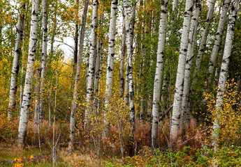 aspen trees autumn in the forest