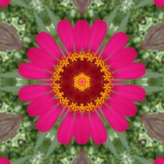 Obraz premium pink dahlia flower Background