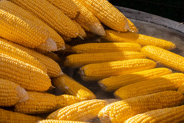 Fototapeta na wymiar Process of cooking natural yellow corn cobs in saucepan at summer outdoor food market - close up view. Professional cooking, catering, cookery, gastronomy and street food concept