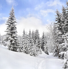 Winter landscape of mountains with path with footprints in snow following in fir forest and glade. Carpathian mountains