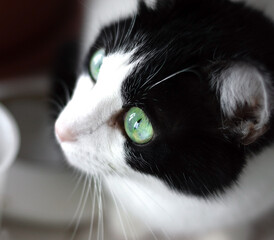 cat with green eyes close-up, selective focus
