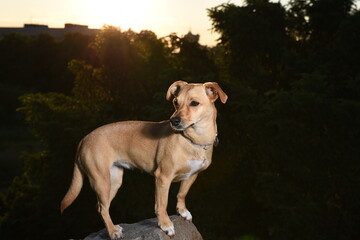 dog standing on top of the cliff at sunset