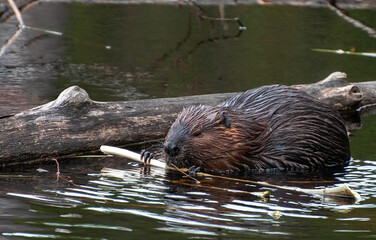close up of a beaver chewing on a twig