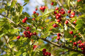 Branch of ripe hawthorn at sunny autumn day, close up