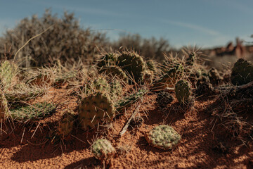 Utah Desert Landscapes