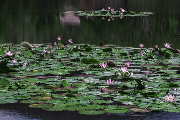 31 May 2013, Bali, Indonesia: Lotus flower open up in a pool of water.