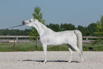 Beautiful gray arabian horse with a long white mane stands on natural summer background, profile side view, exterior	