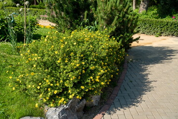 Blooming Kuril tea (Dasiphora Raf.), Potentilla L. or Pentaphylloides fruticosa grows in the park along the path on a sunny summer day. - obrazy, fototapety, plakaty