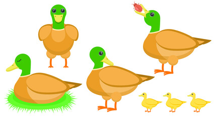 Set Abstract Collection Flat Cartoon 
Different Animal Ducks Stand, Sleeping, Eating A Beetle, Mom With Ducklings Vector Design Style Elements Fauna Wildlife