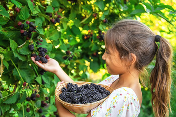 The child is harvesting blackberries in the garden. Selective focus.
