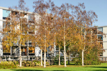 Rotterdam, The Netherlands, October 24, 2021: group of birch trees on a lawn in a suburban...