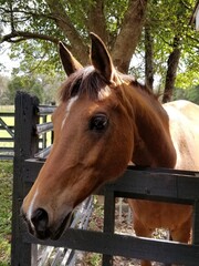 Beautiful Arabian Horse Looking Over Fence Closeup
