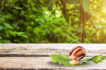 Wild big snail eats the green leaf