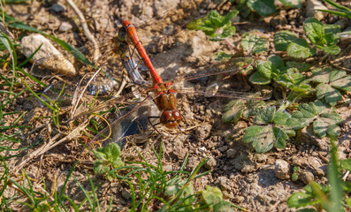 a mating pair of common darter dragonflies in warming sunlight, Wiltshire UK