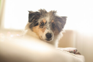 Young shetland sheepdog puppy sitting on a bed on a early morning.