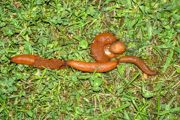 Wegschnecke, rot, rote Wegschnecke, spanische Wegschnecke, Weichkörper, Nacktschnecke, Schnecke,...