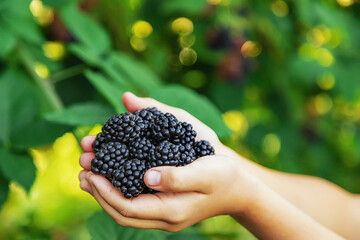 The child is harvesting blackberries in the garden. Selective focus.