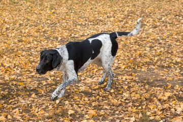 Norwegian sports mestizo is running in the autumn park. Norwegian half-breed. Cross-breed pointer, kurzhaar and greyhound. Pet animals.
