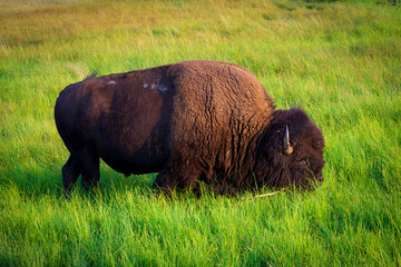 Buffalo standing in green grass at Yellowstone National Park