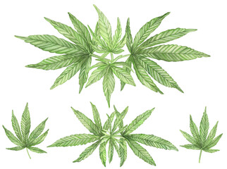 Fototapeta premium Watercolor Green branches of Cannabis plant with leaves