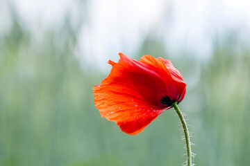 Einzelner roter Mohn im Wind auf einem Feld mit Bokeh