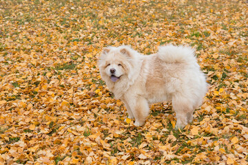 Chow chow is standing on a yellow foliage in the autumn park. Pet animals. Purebred dog.