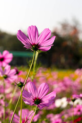 Cosmos pink flower blossom at garden in  the morning..