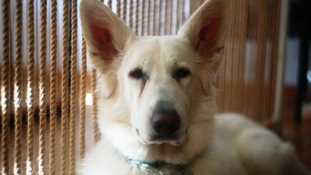Portrait of Swiss Shepherd. Purebred cheerful dog looks into camera. Smart animal lies. White Shepherd with straight sharp ears and elongated muzzle and black nose. Friend of man. Artistic blur effect