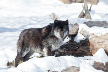 Fototapeta premium Angry black canadian wolf is looking at the camera. Canis lupus pambasileus. Animals in wildlife.