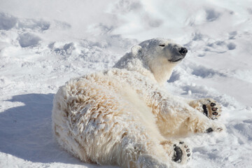 Arctic bear cub is lying on the white snow. Ursus maritimus or Thalarctos Maritimus. Animals in wildlife. © tikhomirovsergey