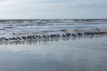 Flock of sea birds running along the edge of the ocean surf, clear sunny morning, horizontal aspect