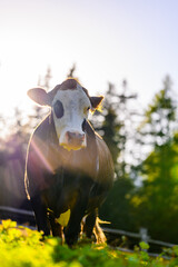 cow in a field in sunlight in front of trees