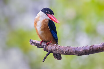 Bird in thailand. Black-capped Kingfisher