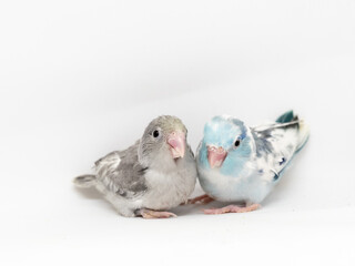 Selective focus of forpus parrotlet bird heavy pie blue and pie mauve turquoise color studio shot on white background