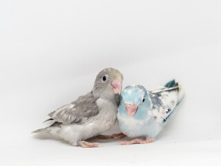 Selective focus of forpus parrotlet bird heavy pie blue and pie mauve turquoise color studio shot on white background