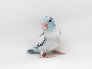 Selective focus of forpus parrotlet bird heavy pie blue color studio shot on white background