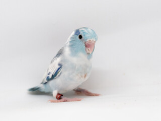Selective focus of forpus parrotlet bird heavy pie blue color studio shot on white background