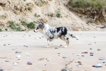 Beautiful young shetland sheepdog puppy walking on sand surface with many small rocks.