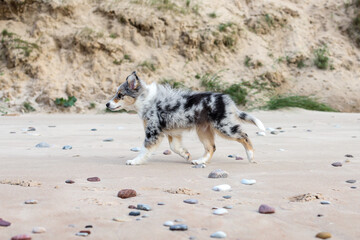 Beautiful young shetland sheepdog puppy walking on sand surface with many small rocks.