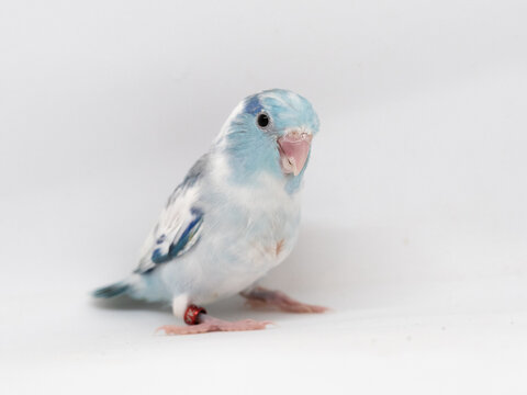 Selective focus of forpus parrotlet bird heavy pie blue color studio shot on white background