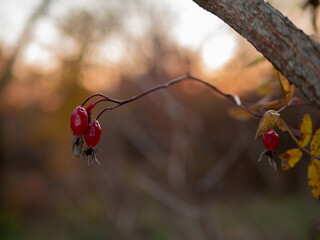 A branch with rose hips, medicinal red forest berry. Healing berry