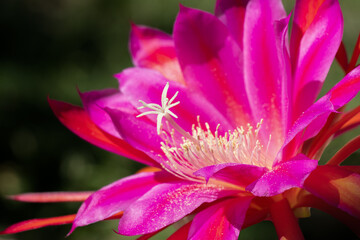 Closeup on Epiphyllum orchid cactus flower stigma and stamen on green background. Selective focus.