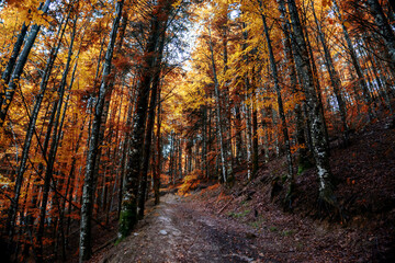Obraz premium Amazing Autumn forest scenery. Irati forest in Navarra. Spain